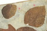 Plate of Paleocene Fossil Leaves - Glendive, Montana #227725-2